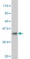 GATA2 Antibody (monoclonal) (M03)