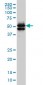 GATA2 Antibody (monoclonal) (M03)