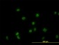GATA2 Antibody (monoclonal) (M04)