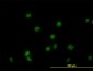GATA2 Antibody (monoclonal) (M04)