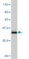 GATA2 Antibody (monoclonal) (M04)