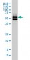 GATA2 Antibody (monoclonal) (M04)