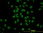 GATA2 Antibody (monoclonal) (M05)