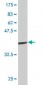 GATA2 Antibody (monoclonal) (M05)
