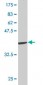 GATA2 Antibody (monoclonal) (M05)