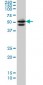 GATA2 Antibody (monoclonal) (M05)