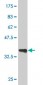 GATA3 Antibody (monoclonal) (M02)