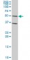 GATA3 Antibody (monoclonal) (M02)