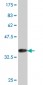 GATA3 Antibody (monoclonal) (M09)