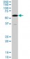 GATA3 Antibody (monoclonal) (M09)