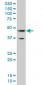 GATA3 Antibody (monoclonal) (M09)