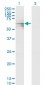 GATAD2A Antibody (monoclonal) (M01)