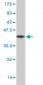 GATAD2B Antibody (monoclonal) (M01)