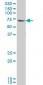 GATAD2B Antibody (monoclonal) (M01)