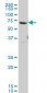 GATAD2B Antibody (monoclonal) (M02)