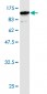 GBP1 Antibody (monoclonal) (M01)