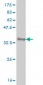 GBX2 Antibody (monoclonal) (M03)