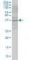 GBX2 Antibody (monoclonal) (M03)