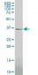 GBX2 Antibody (monoclonal) (M09)