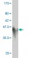 GCG Antibody (monoclonal) (M01)