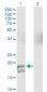 GCG Antibody (monoclonal) (M01)