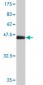 GCG Antibody (monoclonal) (M02)