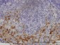 GCH1 Antibody (monoclonal) (M01)