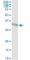 GCH1 Antibody (monoclonal) (M01)