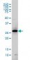 GCH1 Antibody (monoclonal) (M01)