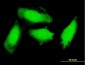 GCH1 Antibody (monoclonal) (M03)