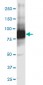 GCLC Antibody (monoclonal) (M01)