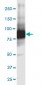 GCLC Antibody (monoclonal) (M01)