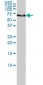 GCLC Antibody (monoclonal) (M01)