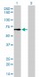 GCLC Antibody (monoclonal) (M01)