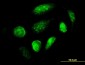 GCM1 Antibody (monoclonal) (M04)