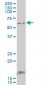 GCM1 Antibody (monoclonal) (M04)