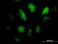 GCM1 Antibody (monoclonal) (M05)