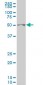 GCM1 Antibody (monoclonal) (M05)