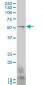 GCM1 Antibody (monoclonal) (M06)