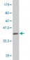 GCN5L2 Antibody (monoclonal) (M01)