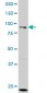 GCN5L2 Antibody (monoclonal) (M01)