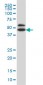 GDI1 Antibody (monoclonal) (M08)