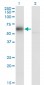 GDI1 Antibody (monoclonal) (M08)