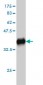 GEM Antibody (monoclonal) (M01)