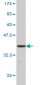 GFI1 Antibody (monoclonal) (M01)