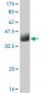 GFRA1 Antibody (monoclonal) (M03)