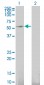 GFRA1 Antibody (monoclonal) (M03)