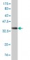 GGPS1 Antibody (monoclonal) (M08)