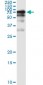 GGT1 Antibody (monoclonal) (M01)