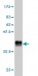 GHR Antibody (monoclonal) (M01)